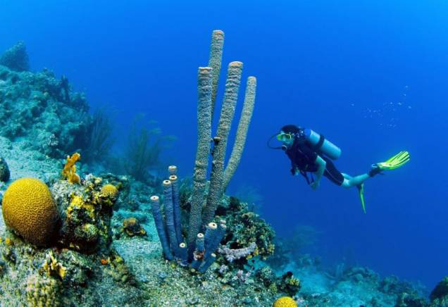 <strong>Curaçao – 6 noites – US$ 1 092</strong><br /> Essa viagem para o Caribe inclui passagem aérea, seis noites de hospedagem no Veneto Casino Holiday Beach Resort, café da manhã e cartão assistência.<br /> <br /> <strong>Quando: </strong>saídas até 1.º de dezembro<br /> <strong>Pagamento:</strong> R$ 1 481 à vista. Aceita parcelamento em 12 vezes no cartão Visa ou 30% de entrada, mais nove vezes em outros cartões<br /> <strong>Quem leva: </strong>a <strong>Flot </strong>tel. (11) 4504-4544/ site <a href="https://www.flot.com.br" rel="www.flot.com.br" target="_blank">www.flot.com.br</a> <strong>Curaçao – 6 noites – US$ 1 092</strong><br /> Essa viagem para o Caribe inclui passagem aérea, seis noites de hospedagem no Veneto Casino Holiday Beach Resort, café da manhã e cartão assistência.<br /> <br /> <strong>Quando: </strong>saídas até 1.º de dezembro<br /> <strong>Pagamento:</strong> R$ 1 481 à vista. Aceita parcelamento em 12 vezes no cartão Visa ou 30% de entrada, mais nove vezes em outros cartões<br /> <strong>Quem leva: </strong>a <strong>Flot </strong>tel. (11) 4504-4544/ site <a href="https://www.flot.com.br" rel="www.flot.com.br" target="_blank">www.flot.com.br</a>