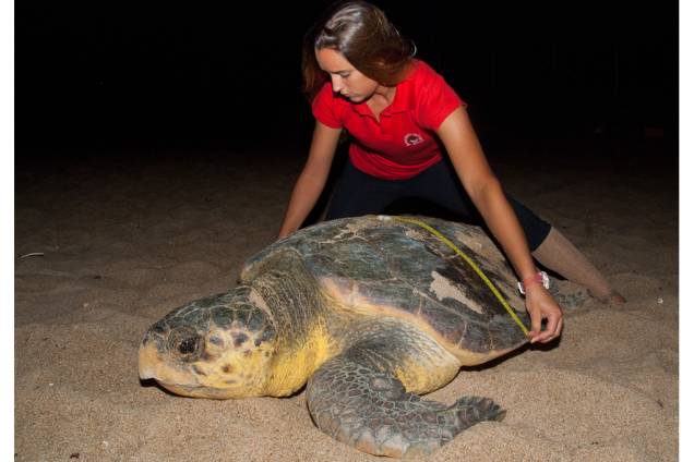<strong>Tartaruga-cabeçuda</strong> (<em>Caretta caretta</em>) sendo monitorada pela equipe do<strong> Tamar</strong> <strong>Tartaruga-cabeçuda</strong> (<em>Caretta caretta</em>) sendo monitorada pela equipe do<strong> Tamar</strong>