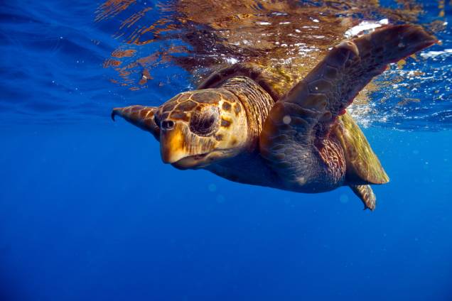 A<strong> tartaruga-cabeçuda</strong> (<em>Caretta caretta</em>) está <a href="https://viajeaqui.abril.com.br/materias/fotos-de-animais-ameacados-de-extincao" rel="ameaçada de extinção" target="_blank"><strong>ameaçada de extinção</strong></a> segundo a <a href="https://viajeaqui.abril.com.br/materias/lista-vermelha-das-especies-ameacadas-da-iucn" rel="IUCN" target="_blank">IUCN</a> (União Internacional para a Conservação da Natureza, na sigla em inglês) A<strong> tartaruga-cabeçuda</strong> (<em>Caretta caretta</em>) está <a href="https://viajeaqui.abril.com.br/materias/fotos-de-animais-ameacados-de-extincao" rel="ameaçada de extinção" target="_blank"><strong>ameaçada de extinção</strong></a> segundo a <a href="https://viajeaqui.abril.com.br/materias/lista-vermelha-das-especies-ameacadas-da-iucn" rel="IUCN" target="_blank">IUCN</a> (União Internacional para a Conservação da Natureza, na sigla em inglês)