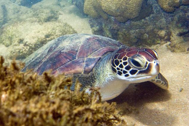 A <strong>tartaruga-verde</strong> (<em>Chelonia mydas</em>) está <a href="https://viajeaqui.abril.com.br/materias/fotos-de-animais-ameacados-de-extincao" rel="ameaçada de extinção" target="_blank">ameaçada de extinção</a> segundo a <a href="https://viajeaqui.abril.com.br/materias/lista-vermelha-das-especies-ameacadas-da-iucn" rel="IUCN" target="_blank">IUCN</a> (União Internacional para a Conservação da Natureza, na sigla em inglês) A <strong>tartaruga-verde</strong> (<em>Chelonia mydas</em>) está <a href="https://viajeaqui.abril.com.br/materias/fotos-de-animais-ameacados-de-extincao" rel="ameaçada de extinção" target="_blank">ameaçada de extinção</a> segundo a <a href="https://viajeaqui.abril.com.br/materias/lista-vermelha-das-especies-ameacadas-da-iucn" rel="IUCN" target="_blank">IUCN</a> (União Internacional para a Conservação da Natureza, na sigla em inglês)