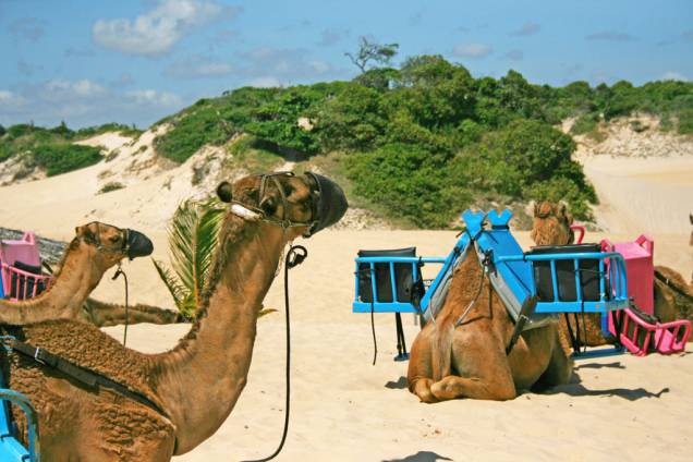 Parece as areias do deserto do Saara, mas, na verdade, são dromedários na Praia de <a href="https://viajeaqui.abril.com.br/cidades/br-rn-genipabu" target="_blank">Genipabu</a>, no município de Extremoz. Além de você se sentir como um peregrino no <a href="https://viajeaqui.abril.com.br/continentes/oriente-medio" target="_blank">Oriente Médio</a>, também dá para trocar o esqui nas montanhas geladas da Cordilheira dos Andes, pelo skibunda nas dunas da cidade. E para que <a href="https://viajeaqui.abril.com.br/estabelecimentos/br-sp-braganca-paulista-atracao-tirolesa" target="_blank">tirolesa</a> em Pedra Bela (a maior das Américas), em <a href="https://viajeaqui.abril.com.br/cidades/br-sp-braganca-paulista" target="_blank">Bragança Paulista</a>, quando você pode praticar aerobunda? Parece as areias do deserto do Saara, mas, na verdade, são dromedários na Praia de <a href="https://viajeaqui.abril.com.br/cidades/br-rn-genipabu" target="_blank">Genipabu</a>, no município de Extremoz. Além de você se sentir como um peregrino no <a href="https://viajeaqui.abril.com.br/continentes/oriente-medio" target="_blank">Oriente Médio</a>, também dá para trocar o esqui nas montanhas geladas da Cordilheira dos Andes, pelo skibunda nas dunas da cidade. E para que <a href="https://viajeaqui.abril.com.br/estabelecimentos/br-sp-braganca-paulista-atracao-tirolesa" target="_blank">tirolesa</a> em Pedra Bela (a maior das Américas), em <a href="https://viajeaqui.abril.com.br/cidades/br-sp-braganca-paulista" target="_blank">Bragança Paulista</a>, quando você pode praticar aerobunda?