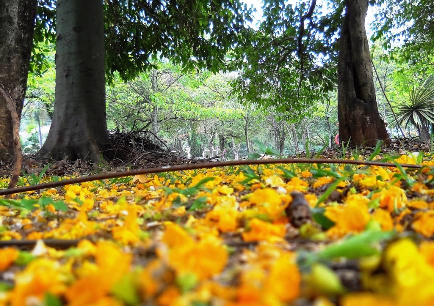 Tapete de flores no <a href="https://viajeaqui.abril.com.br/estabelecimentos/br-sp-sao-paulo-atracao-parque-do-ibirapuera" rel="Parque do Ibirapuera" target="_blank">Parque do Ibirapuera</a>, <a href="https://viajeaqui.abril.com.br/cidades/br-sp-sao-paulo" rel="São Paulo" target="_blank">São Paulo</a>