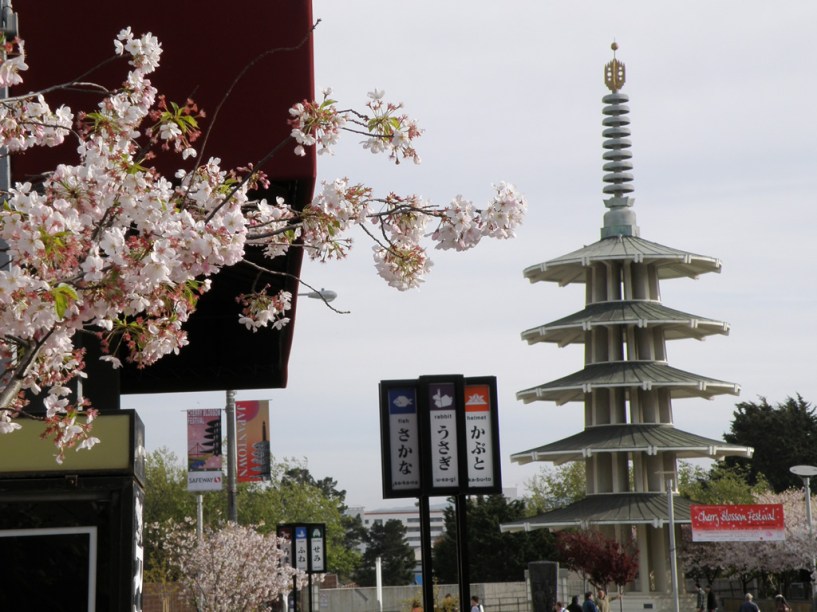 Cerejeira no Japantown, em San Francisco. O bairro temático é repleto de lojas com produtos característicos e bons restaurantes, além de ser extremamente limpo e organizado