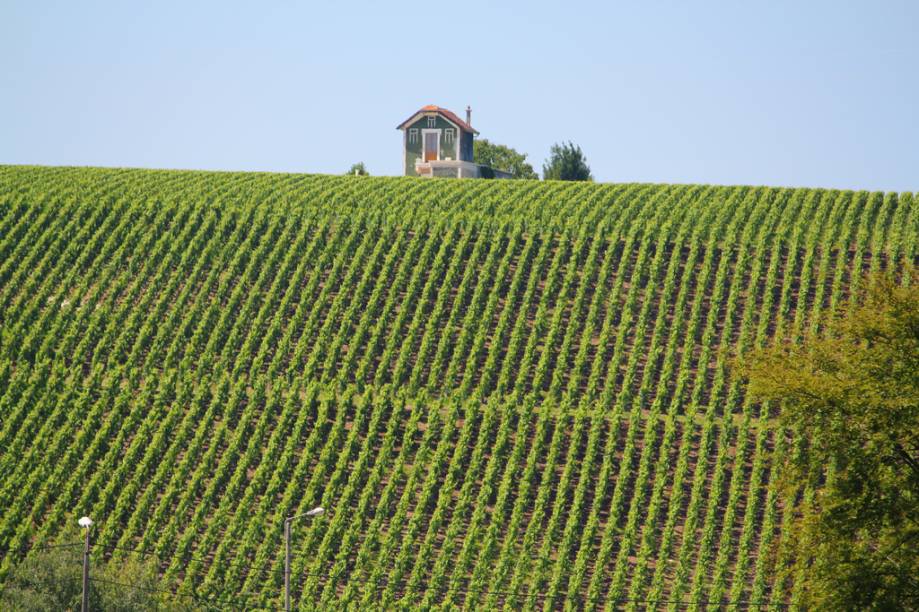 Vinhedo nas cercanias de Epernay