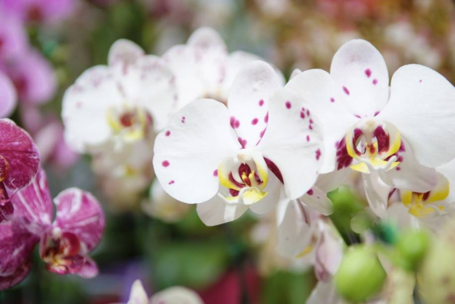 Orquídeas na Festa de Flores e Morangos de Atibaia, em São Paulo