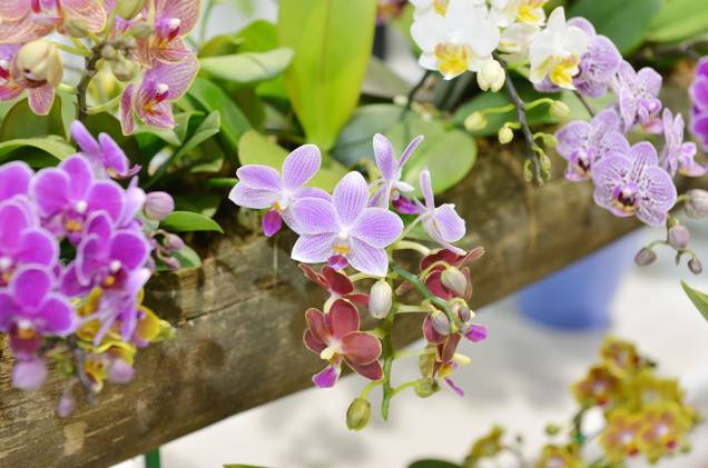 A feira em 2014 tem mais de quarenta expositores de flores e plantas A feira em 2014 tem mais de quarenta expositores de flores e plantas