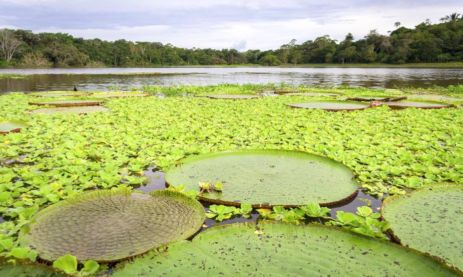 Linda e rica! Nossa <strong>Floresta Amazônica</strong> é um verdadeiro tesouro, com um ecossistema riquíssimo e diversas espécies de plantas (vide a vitória-régia), árvores e animais. Sua extensão territorial ocupa, além do Brasil, países como <a href="https://viajeaqui.abril.com.br/paises/peru" rel="Peru" target="_self">Peru</a>, <a href="https://viajeaqui.abril.com.br/paises/colombia" rel="Colômbia" target="_self">Colômbia</a>, <a href="https://viajeaqui.abril.com.br/paises/venezuela" rel="Venezuela" target="_self">Venezuela</a> e <a href="https://viajeaqui.abril.com.br/paises/equador" rel="Equador" target="_self">Equador</a> - e merece todas as nossas iniciativas para protegê-la contra o desmatamento