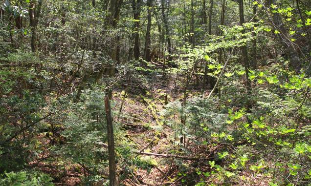 <strong>5. Floresta de Aokigahara, <a href="https://viajeaqui.abril.com.br/paises/japao" rel="Japão" target="_self">Japão</a></strong> Já ouviu falar em “silêncio ensurdecedor”? Pois então: poucos lugares no mundo provocam tantos calafrios quanto essa sinistra floresta japonesa. Localizado ao noroeste do <a href="https://viajeaqui.abril.com.br/estabelecimentos/japao-toquio-atracao-monte-fuji" rel="Monte Fuji" target="_self">Monte Fuji</a>, esse “Mar de Árvores”, como a floresta é conhecida popularmente, abriga uma forte densidade que dificulta a passagem dos ventos. Esse cenário perturbador já foi descrito como o lugar perfeito para morrer em livros como “Kuroi Jukai”, publicado por Seichō Matsumoto na década de 1960. Não à toa, aqui são registrados altos casos de suicídios, a ponto de algumas árvores conterem mensagens de apoio para que supostas vítimas desistam de cometer o ato. Apesar de tudo, a “Floresta do Suicídio” continua despertando a curiosidade dos turistas – que se arriscam em meio aos mitos de nunca mais conseguirem voltar do lugar. <strong>5. Floresta de Aokigahara, <a href="https://viajeaqui.abril.com.br/paises/japao" rel="Japão" target="_self">Japão</a></strong> Já ouviu falar em “silêncio ensurdecedor”? Pois então: poucos lugares no mundo provocam tantos calafrios quanto essa sinistra floresta japonesa. Localizado ao noroeste do <a href="https://viajeaqui.abril.com.br/estabelecimentos/japao-toquio-atracao-monte-fuji" rel="Monte Fuji" target="_self">Monte Fuji</a>, esse “Mar de Árvores”, como a floresta é conhecida popularmente, abriga uma forte densidade que dificulta a passagem dos ventos. Esse cenário perturbador já foi descrito como o lugar perfeito para morrer em livros como “Kuroi Jukai”, publicado por Seichō Matsumoto na década de 1960. Não à toa, aqui são registrados altos casos de suicídios, a ponto de algumas árvores conterem mensagens de apoio para que supostas vítimas desistam de cometer o ato. Apesar de tudo, a “Floresta do Suicídio” continua despertando a curiosidade dos turistas – que se arriscam em meio aos mitos de nunca mais conseguirem voltar do lugar.