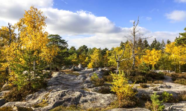 <strong>33. Floresta de Fontainebleau, <a href="https://viajeaqui.abril.com.br/paises/franca" rel="França" target="_self">França</a></strong> Localizada a 60 km do sudeste de Paris, essa floresta serviu de inspiração para as pinturas impressionistas de Renoir. Ocupando uma área de 280 km², é o lar de espécies de flores e pássaros, além de ser famosa por seus grandes pedregulhos. Na ficção, serviu de palco para obras como a trilogia "Les Fourmis" (sem tradução para o português), publicada em 1991 pelo novelista Bernard Werber, e para a ópera "Don Carlos", do italiano Giuseppe Verdi. Hoje, a floresta é uma das principais fornecedoras de madeira para a produção de tonéis de carvalho, fabricados com o intuito de armazenar vinhos. <a href="https://www.booking.com/city/fr/fontainebleau.pt-br.html?sid=efe6c9de408bb8d78e20e017e616e9f8;dcid=4?aid=332455&label=viagemabril-florestasencantadas" rel="Veja preços de hotéis próximos em Fontainebleau no Booking.com" target="_blank">Veja preços de hotéis em Fontainebleau no Booking.com</a> <strong>33. Floresta de Fontainebleau, <a href="https://viajeaqui.abril.com.br/paises/franca" rel="França" target="_self">França</a></strong> Localizada a 60 km do sudeste de Paris, essa floresta serviu de inspiração para as pinturas impressionistas de Renoir. Ocupando uma área de 280 km², é o lar de espécies de flores e pássaros, além de ser famosa por seus grandes pedregulhos. Na ficção, serviu de palco para obras como a trilogia "Les Fourmis" (sem tradução para o português), publicada em 1991 pelo novelista Bernard Werber, e para a ópera "Don Carlos", do italiano Giuseppe Verdi. Hoje, a floresta é uma das principais fornecedoras de madeira para a produção de tonéis de carvalho, fabricados com o intuito de armazenar vinhos. <a href="https://www.booking.com/city/fr/fontainebleau.pt-br.html?sid=efe6c9de408bb8d78e20e017e616e9f8;dcid=4?aid=332455&label=viagemabril-florestasencantadas" rel="Veja preços de hotéis próximos em Fontainebleau no Booking.com" target="_blank">Veja preços de hotéis em Fontainebleau no Booking.com</a>