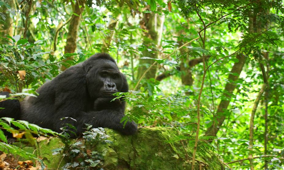 <strong>22. Floresta Impenetrável de Bwindi, Uganda</strong> Localizada nas montanhas do extremo sudoeste do país, essa floresta de 32 mil hectares é tombada como Patrimônio Mundial da UNESCO. Não à toa: há mais de 200 espécies de árvores, além de uma quantidade enorme de pássaros e borboletas. No entanto, as grandes estrelas do local são os belos e impressionantes gorilas da montanha, já que cerca de um terço da população mundial da espécie, ameaçada de extinção, está localizada aqui. Ou seja: literalmente selvagem. E lindo! <strong>22. Floresta Impenetrável de Bwindi, Uganda</strong> Localizada nas montanhas do extremo sudoeste do país, essa floresta de 32 mil hectares é tombada como Patrimônio Mundial da UNESCO. Não à toa: há mais de 200 espécies de árvores, além de uma quantidade enorme de pássaros e borboletas. No entanto, as grandes estrelas do local são os belos e impressionantes gorilas da montanha, já que cerca de um terço da população mundial da espécie, ameaçada de extinção, está localizada aqui. Ou seja: literalmente selvagem. E lindo!