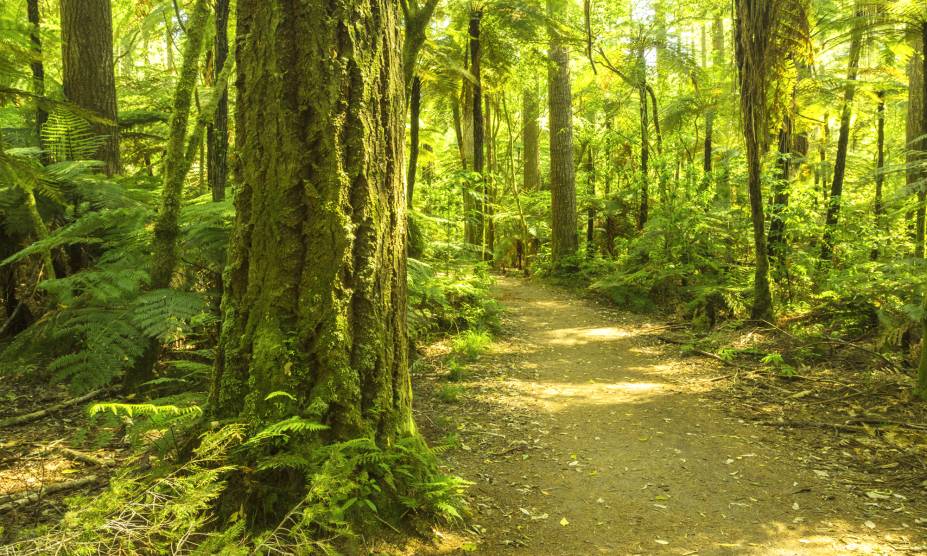 <strong>20. Floresta Nacional de Redwood, Califórnia, <a href="https://viajeaqui.abril.com.br/paises/estados-unidos" rel="Estados Unidos" target="_self">Estados Unidos</a></strong> A Califórnia abriga as árvores de sequoias, típicas da região e conhecidas por serem as mais altas e impressionantes do mundo. Ocupando uma área de mais de 50 mil hectares, essa bela reserva florestal concentra boa parte dessas espécies – e serviu de cenário para o filme "O Retorno de Jedi", da saga Star Wars. Seus caminhos escondem algumas das construções das tribos nativas que habitaram o local, e que permeiam boa parte das histórias acerca dessas árvores. Conta-se, inclusive, que eles seriam os povos responsáveis por protegê-las, mas sucumbiram com as invasões de caçadores que acreditavam que as mesmas escondiam ouro. Hoje, a área é tombada como Patrimônio Mundial da UNESCO e conta com muitas iniciativas de preservação. <strong>20. Floresta Nacional de Redwood, Califórnia, <a href="https://viajeaqui.abril.com.br/paises/estados-unidos" rel="Estados Unidos" target="_self">Estados Unidos</a></strong> A Califórnia abriga as árvores de sequoias, típicas da região e conhecidas por serem as mais altas e impressionantes do mundo. Ocupando uma área de mais de 50 mil hectares, essa bela reserva florestal concentra boa parte dessas espécies – e serviu de cenário para o filme "O Retorno de Jedi", da saga Star Wars. Seus caminhos escondem algumas das construções das tribos nativas que habitaram o local, e que permeiam boa parte das histórias acerca dessas árvores. Conta-se, inclusive, que eles seriam os povos responsáveis por protegê-las, mas sucumbiram com as invasões de caçadores que acreditavam que as mesmas escondiam ouro. Hoje, a área é tombada como Patrimônio Mundial da UNESCO e conta com muitas iniciativas de preservação.