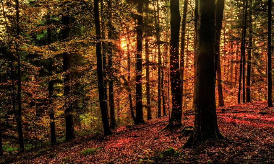 <strong>2. Floresta Negra, Baden-Württemberg, <a href="https://viajeaqui.abril.com.br/paises/alemanha" rel="Alemanha" target="_self">Alemanha</a></strong> Cortada pelo Vale do Reno, essa imensa floresta alemã é o maior parque natural do país, com diversas trilhas entre suas imensas árvores. Localizada no Estado de Baden-Württemberg, na fronteira com a <a href="https://viajeaqui.abril.com.br/paises/franca" rel="França" target="_self">França</a> e a <a href="https://viajeaqui.abril.com.br/paises/suica" rel="Suíça" target="_self">Suíça</a>, a floresta já foi inspiração para contos dos irmãos Grimm com sua atmosfera enigmática e pouca iluminação. O imaginário popular a transformou em cenário de fábulas, que podem ser tanto assustadoras quanto encantadas. Para quem vai visitar a região, essa é, sem dúvidas, uma das paradas obrigatórias. <a href="https://www.booking.com/region/de/black-forest.pt-br.html?aid=332455&label=viagemabril-florestasencantadas" rel="Veja preços de hotéis próximos à Floresta Negra no Booking.com" target="_blank">Veja preços de hotéis próximos à Floresta Negra no Booking.com</a> <strong>2. Floresta Negra, Baden-Württemberg, <a href="https://viajeaqui.abril.com.br/paises/alemanha" rel="Alemanha" target="_self">Alemanha</a></strong> Cortada pelo Vale do Reno, essa imensa floresta alemã é o maior parque natural do país, com diversas trilhas entre suas imensas árvores. Localizada no Estado de Baden-Württemberg, na fronteira com a <a href="https://viajeaqui.abril.com.br/paises/franca" rel="França" target="_self">França</a> e a <a href="https://viajeaqui.abril.com.br/paises/suica" rel="Suíça" target="_self">Suíça</a>, a floresta já foi inspiração para contos dos irmãos Grimm com sua atmosfera enigmática e pouca iluminação. O imaginário popular a transformou em cenário de fábulas, que podem ser tanto assustadoras quanto encantadas. Para quem vai visitar a região, essa é, sem dúvidas, uma das paradas obrigatórias. <a href="https://www.booking.com/region/de/black-forest.pt-br.html?aid=332455&label=viagemabril-florestasencantadas" rel="Veja preços de hotéis próximos à Floresta Negra no Booking.com" target="_blank">Veja preços de hotéis próximos à Floresta Negra no Booking.com</a>