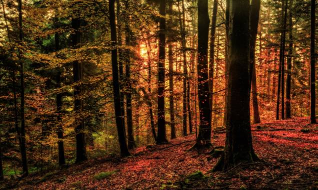 <strong>2. Floresta Negra, Baden-Württemberg, <a href="https://viajeaqui.abril.com.br/paises/alemanha" rel="Alemanha" target="_self">Alemanha</a></strong> Cortada pelo Vale do Reno, essa imensa floresta alemã é o maior parque natural do país, com diversas trilhas entre suas imensas árvores. Localizada no Estado de Baden-Württemberg, na fronteira com a <a href="https://viajeaqui.abril.com.br/paises/franca" rel="França" target="_self">França</a> e a <a href="https://viajeaqui.abril.com.br/paises/suica" rel="Suíça" target="_self">Suíça</a>, a floresta já foi inspiração para contos dos irmãos Grimm com sua atmosfera enigmática e pouca iluminação. O imaginário popular a transformou em cenário de fábulas, que podem ser tanto assustadoras quanto encantadas. Para quem vai visitar a região, essa é, sem dúvidas, uma das paradas obrigatórias. <a href="https://www.booking.com/region/de/black-forest.pt-br.html?aid=332455&label=viagemabril-florestasencantadas" rel="Veja preços de hotéis próximos à Floresta Negra no Booking.com" target="_blank">Veja preços de hotéis próximos à Floresta Negra no Booking.com</a> <strong>2. Floresta Negra, Baden-Württemberg, <a href="https://viajeaqui.abril.com.br/paises/alemanha" rel="Alemanha" target="_self">Alemanha</a></strong> Cortada pelo Vale do Reno, essa imensa floresta alemã é o maior parque natural do país, com diversas trilhas entre suas imensas árvores. Localizada no Estado de Baden-Württemberg, na fronteira com a <a href="https://viajeaqui.abril.com.br/paises/franca" rel="França" target="_self">França</a> e a <a href="https://viajeaqui.abril.com.br/paises/suica" rel="Suíça" target="_self">Suíça</a>, a floresta já foi inspiração para contos dos irmãos Grimm com sua atmosfera enigmática e pouca iluminação. O imaginário popular a transformou em cenário de fábulas, que podem ser tanto assustadoras quanto encantadas. Para quem vai visitar a região, essa é, sem dúvidas, uma das paradas obrigatórias. <a href="https://www.booking.com/region/de/black-forest.pt-br.html?aid=332455&label=viagemabril-florestasencantadas" rel="Veja preços de hotéis próximos à Floresta Negra no Booking.com" target="_blank">Veja preços de hotéis próximos à Floresta Negra no Booking.com</a>