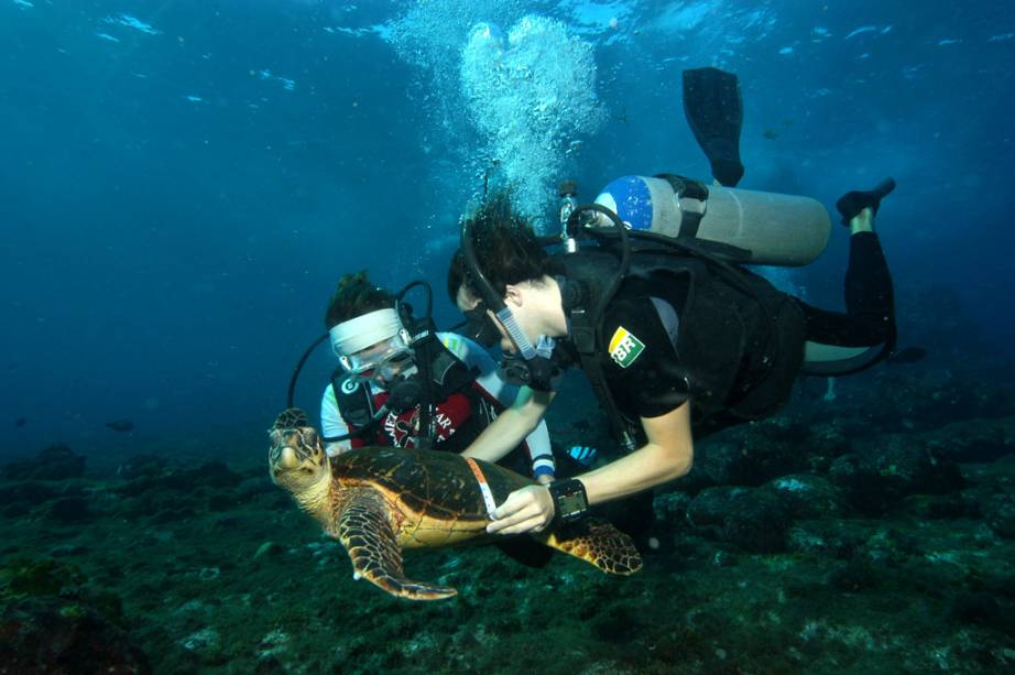 Técnicos do Projeto Tamar fazendo biometria em tartaruga no fundo do mar de Noronha Técnicos do Projeto Tamar fazendo biometria em tartaruga no fundo do mar de Noronha