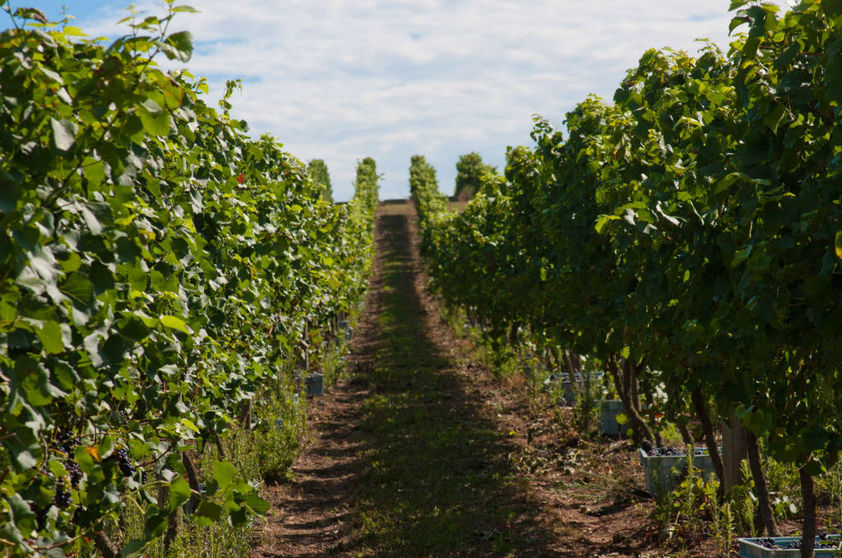 Vinhas da Chandon, em Garibaldi (RS)