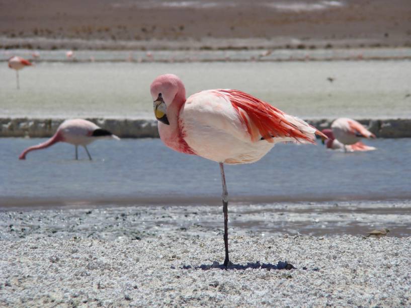 Flamingo no Salar do <a href="https://viajeaqui.abril.com.br/cidades/bolivia-uyuni" rel="Uyuni" target="_blank">Uyuni</a>, <a href="https://viajeaqui.abril.com.br/paises/bolivia" rel="Bolívia" target="_blank">Bolívia</a>