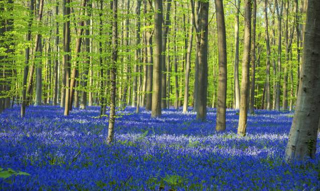 <strong>1. Halles Forest (Hallerbos), Flemish Brabant, <a href="https://viajeaqui.abril.com.br/paises/belgica" rel="Bélgica" target="_self">Bélgica</a></strong> Popularmente conhecida como Floresta Azul, esse belo lugar abriga diversas faias entre seus sinuosos caminhos, convidativos a longos passeios. O melhor momento para visitá-la é entre abril e maio, quando a primavera chega ao Hemisfério Norte e o chão fica coberto com milhares de flores de jacinto – espécies comuns na <a href="https://viajeaqui.abril.com.br/continentes/europa" rel="Europa" target="_self">Europa</a>. Essa atmosfera de contos de fadas ganha ainda mais força com a presença ilustre de coelhos e cervos, que aparecem de vez em quando pra fazer companhia aos viajantes. <a href="https://www.booking.com/city/be/halle.pt-br.html?aid=332455&label=viagemabril-florestasencantadas" rel="Veja preços de hotéis próximos à Halle no Booking.com" target="_blank">Veja preços de hotéis em Halle no Booking.com</a> <strong>1. Halles Forest (Hallerbos), Flemish Brabant, <a href="https://viajeaqui.abril.com.br/paises/belgica" rel="Bélgica" target="_self">Bélgica</a></strong> Popularmente conhecida como Floresta Azul, esse belo lugar abriga diversas faias entre seus sinuosos caminhos, convidativos a longos passeios. O melhor momento para visitá-la é entre abril e maio, quando a primavera chega ao Hemisfério Norte e o chão fica coberto com milhares de flores de jacinto – espécies comuns na <a href="https://viajeaqui.abril.com.br/continentes/europa" rel="Europa" target="_self">Europa</a>. Essa atmosfera de contos de fadas ganha ainda mais força com a presença ilustre de coelhos e cervos, que aparecem de vez em quando pra fazer companhia aos viajantes. <a href="https://www.booking.com/city/be/halle.pt-br.html?aid=332455&label=viagemabril-florestasencantadas" rel="Veja preços de hotéis próximos à Halle no Booking.com" target="_blank">Veja preços de hotéis em Halle no Booking.com</a>