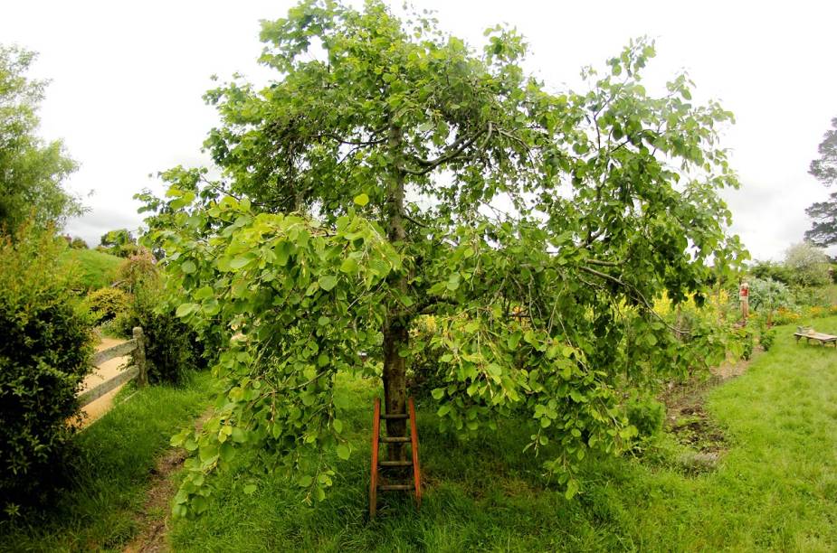 As macieiras compõem uma parte importante da história no filme As macieiras compõem uma parte importante da história no filme