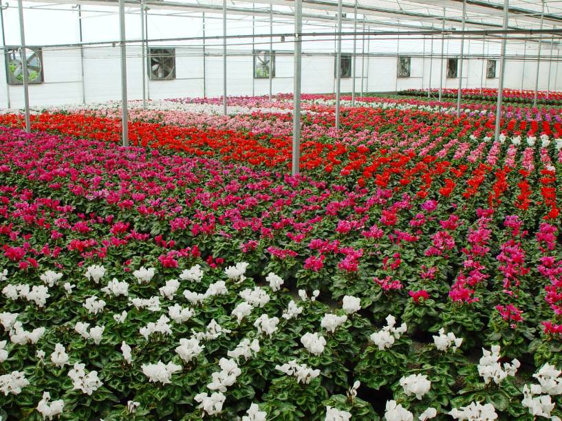 Estufa de cyclamen aberta para visitantes da Expoflora, em Holambra (SP)