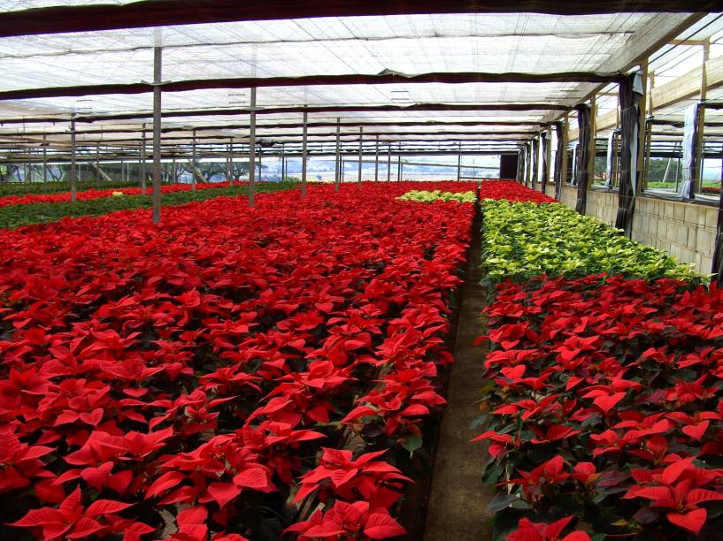 Estufa de poinsettia aberta para visitantes da Expoflora, em Holambra (SP)