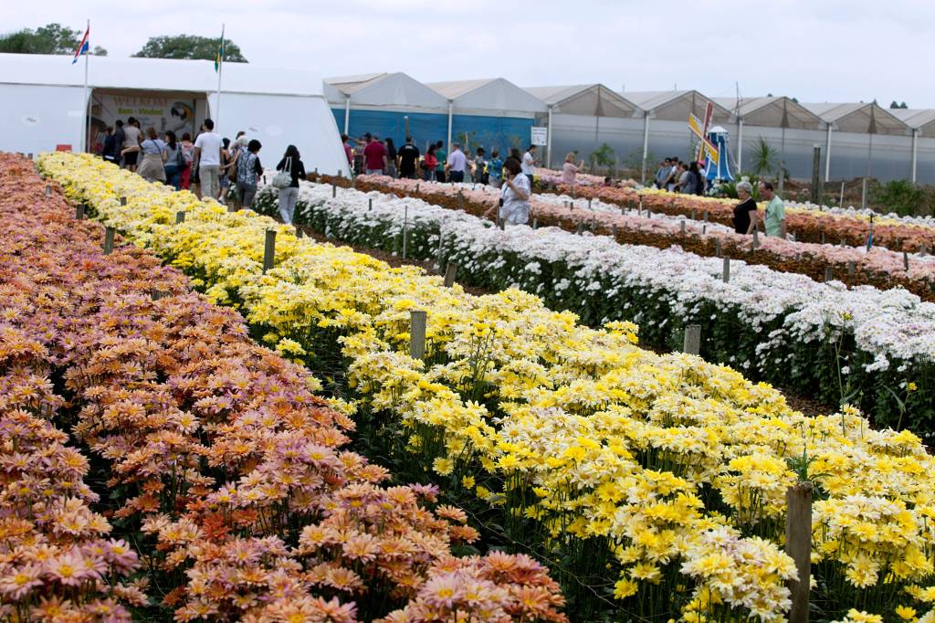 Visitantes nos campos de flores da Expoflora, em Holambra (SP) Visitantes nos campos de flores da Expoflora, em Holambra (SP)