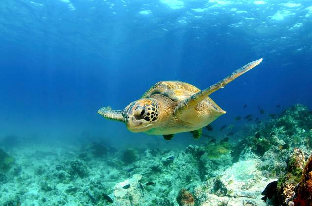 <a href="https://viajeaqui.abril.com.br/cidades/equador-galapagos" rel="Ilhas Galápagos" target="_blank"><strong>Ilhas Galápagos</strong></a>O arquipélago equatoriano de 13 ilhas, com apenas quatro habitáveis, é o destino perfeito para quem deseja ver animais como tubarões-martelo, leões-marinhos, pinguins, iguanas, golfinhos, arraias e tartarugas gigantes. A região ficou famosa após servir de inspiração para o pesquisador Charles Darwin elaborar a teoria da evolução, tanto que uma das ilhas mais famosas recebeu o sobrenome do naturalista. A outra mais importante é a Wolf. As duas são os melhores pontos de mergulho. Galápagos tem origem vulcânica e paredões submersos de até 3 km de profundidade. É um dos destinos mais virgens em mergulho no mundo. No entanto, é preciso experiência pela ocorrência de correnteza. Os melhores meses para mergulhar em Galápagos são dezembro, janeiro, maio e junho. A temperatura da água fica entre 21°C e 26°C. A língua oficial é o espanhol e a moeda é o dólar americano <a href="https://viajeaqui.abril.com.br/cidades/equador-galapagos" rel="Ilhas Galápagos" target="_blank"><strong>Ilhas Galápagos</strong></a>O arquipélago equatoriano de 13 ilhas, com apenas quatro habitáveis, é o destino perfeito para quem deseja ver animais como tubarões-martelo, leões-marinhos, pinguins, iguanas, golfinhos, arraias e tartarugas gigantes. A região ficou famosa após servir de inspiração para o pesquisador Charles Darwin elaborar a teoria da evolução, tanto que uma das ilhas mais famosas recebeu o sobrenome do naturalista. A outra mais importante é a Wolf. As duas são os melhores pontos de mergulho. Galápagos tem origem vulcânica e paredões submersos de até 3 km de profundidade. É um dos destinos mais virgens em mergulho no mundo. No entanto, é preciso experiência pela ocorrência de correnteza. Os melhores meses para mergulhar em Galápagos são dezembro, janeiro, maio e junho. A temperatura da água fica entre 21°C e 26°C. A língua oficial é o espanhol e a moeda é o dólar americano