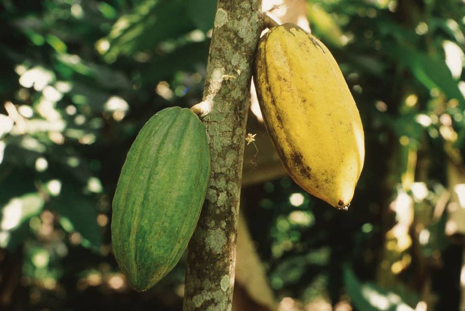 Região importante da produção cacaueira na Bahia, Itabuna, a 32km de Ilhéus, tem fazendas abertas para visita