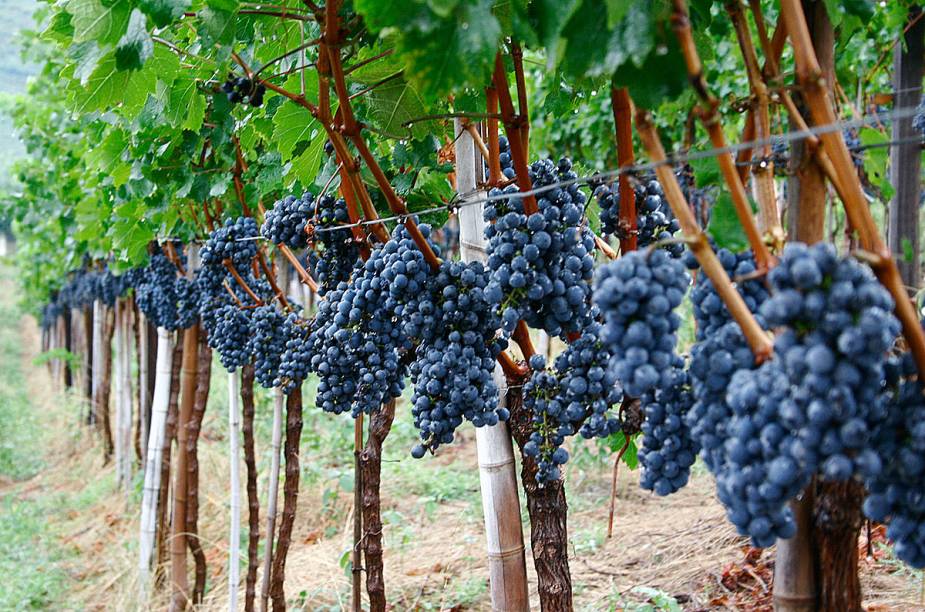 Durante os meses de janeiro a março, os vinhedos estão carregados de uvas