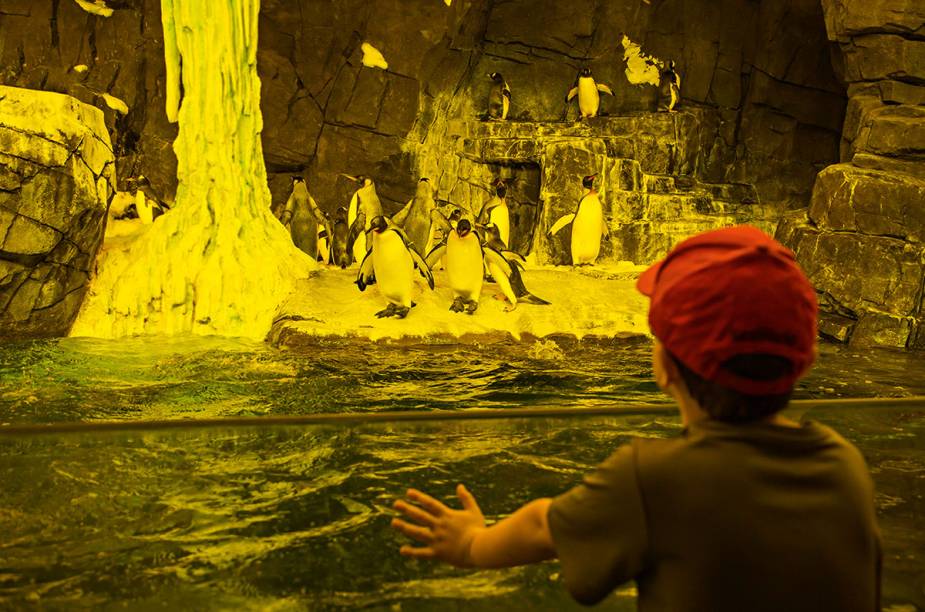 Pinguins no Antarctica Pinguins no Antarctica