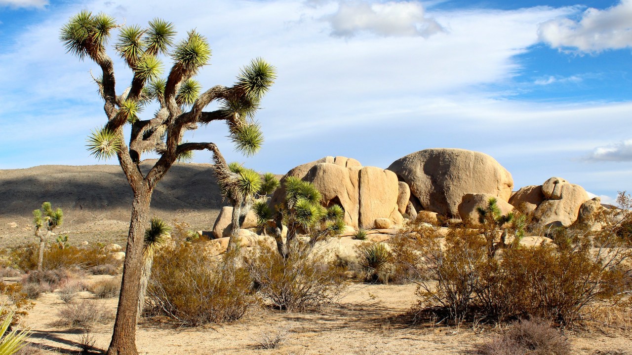 Joshua Tree National Park Estados Unidos