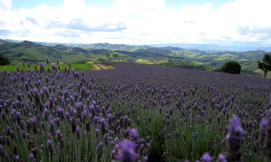 <strong><a href="https://viajeaqui.abril.com.br/cidades/br-sp-cunha" rel="11. Cunha (SP)" target="_self">11. Cunha (SP)</a></strong>Aqui, <a href="https://viajeaqui.abril.com.br/estabelecimentos/br-sp-cunha-atracao-lavandario" rel="campos de lavanda" target="_blank">campos de lavanda</a> também são encontrados – trazendo um pedacinho da <a href="https://viajeaqui.abril.com.br/cidades/franca-aixenprovence" rel="Provence" target="_self">Provence</a> francesa para a serra paulista <strong><a href="https://viajeaqui.abril.com.br/cidades/br-sp-cunha" rel="11. Cunha (SP)" target="_self">11. Cunha (SP)</a></strong>Aqui, <a href="https://viajeaqui.abril.com.br/estabelecimentos/br-sp-cunha-atracao-lavandario" rel="campos de lavanda" target="_blank">campos de lavanda</a> também são encontrados – trazendo um pedacinho da <a href="https://viajeaqui.abril.com.br/cidades/franca-aixenprovence" rel="Provence" target="_self">Provence</a> francesa para a serra paulista