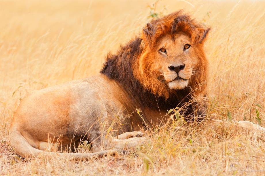 Além do leão, o Quênia conta com outros grandes mamíferos da África conhecidos como "Big Five". Apesar do nome, estes animais não levam esta alcunha graças a seu tamanho, mas devido a dificuldade de ser caçados pelos homens. Entre eles, ainda estão o elefante, o búfalo, lo eopardo e o rinoceronte