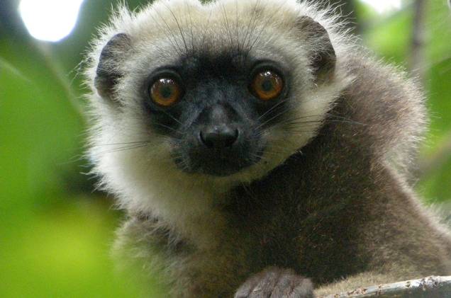 Lêmure em Madagascar Lêmure em Madagascar