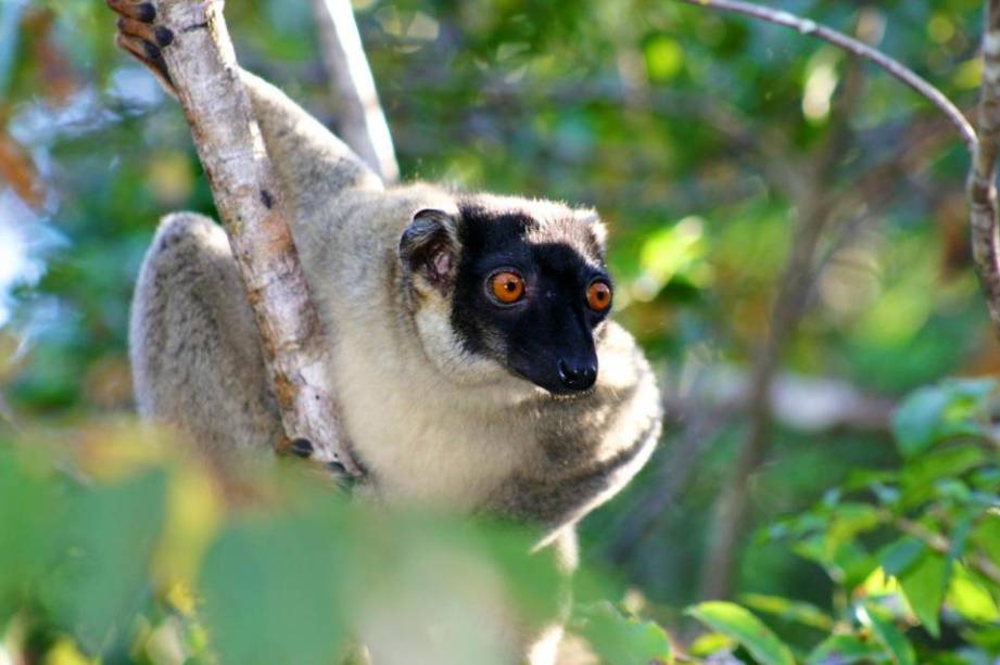 <strong>Madagascar</strong>Madagascar era um ótimo território para defender a <a href="https://viajeaqui.abril.com.br/continentes/africa" rel="África" target="_blank">África</a>. Hoje mais conhecida como o título da celebrada animação, é um país de ricas (e muito ameaçadas) fauna e flora. Lêmures, tartarugas e camaleões estão entre as espécies endêmicas mais conhecidas