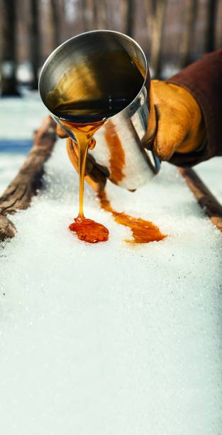 Maple syrup (foto), o xarope de bordo, é danado de doce. Agrada até como tempero de peixe. Vale acompanhar o processo de produção numa cabane à sucre, choupanas cercadas de bordos – canos plásticos acoplados a essas árvores extraem o melado. Em Île d’Orléans, ilha com atmosfera de <a href="https://viajeaqui.abril.com.br/paises/franca" rel="França" target="_blank">França</a> rural a 15 minutos de <a href="https://viajeaqui.abril.com.br/cidades/canada-quebec" rel="Quebec" target="_blank">Quebec</a>, a <a href="https://entailleur.com/" rel="L’En-Tailleur" target="_blank">L’En-Tailleur</a> conta com o bônus de servir almoço. Vá entre abril, quando o sol derrete a neve e as tulipas nascem, e novembro. A gastronomia vai além do maple e do poutine – batatas fritas na banha e mergulhadas em molhos diversos