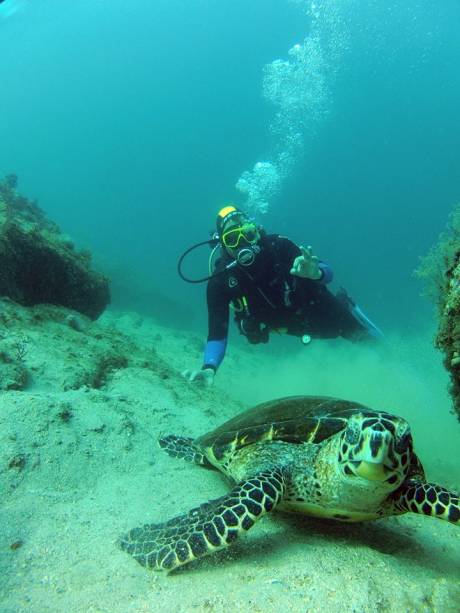 <strong>11. Mergulho em Ilha Grande</strong>Um dos melhores destinos para mergulho do país, a Baía de Ilha Grande tem mais de 900 espécies marinhas e muitos focos de naufrágios. Um dos pontos ideais para conferir a variedade de peixes é a Ilha de Jorge Grego. Na Enseada do Bananal, é possível ver o que resta de um navio e um helicóptero naufragados. <a href="https://elitedivecenter.com.br" rel="Elite Dive Center" target="_blank">Elite Dive Center</a>, 24/99936-4181. <strong>11. Mergulho em Ilha Grande</strong>Um dos melhores destinos para mergulho do país, a Baía de Ilha Grande tem mais de 900 espécies marinhas e muitos focos de naufrágios. Um dos pontos ideais para conferir a variedade de peixes é a Ilha de Jorge Grego. Na Enseada do Bananal, é possível ver o que resta de um navio e um helicóptero naufragados. <a href="https://elitedivecenter.com.br" rel="Elite Dive Center" target="_blank">Elite Dive Center</a>, 24/99936-4181.