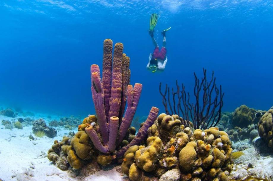 Mergulhador em Curaçao, ilha caribenha junto à costa sulamericana