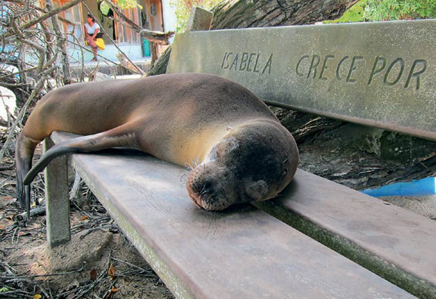 Leões-marinhos invadem ruas e bancos das praças das Ilhas de Galápagos