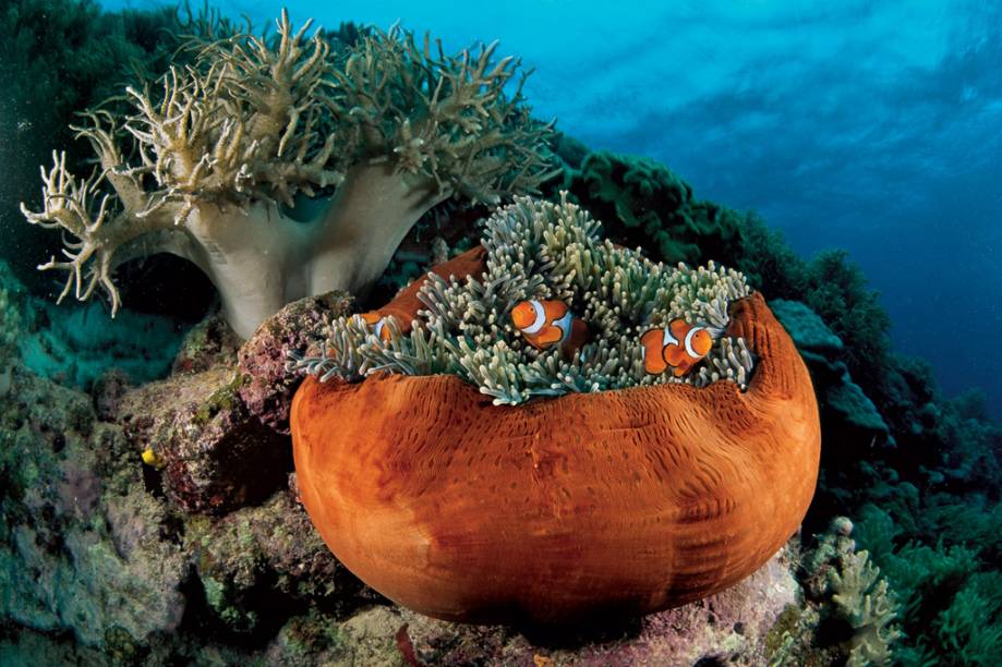 Ao cair da noite, uma anêmona-do-mar contrai-se e fica parecida com um vaso de argila. Os tentáculos que permanecem expostos são suficientes para fornecer abrigo aos peixes-palhaço residentes, que podem crescer até 7 centímetros. A cor do corpo desta anêmona varia entre laranja, rosa, azul, verde, vermelho e branco