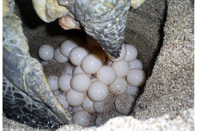 <strong>Tartaruga-verde </strong>(<em>Chelonia mydas</em>) desovando <strong>Tartaruga-verde </strong>(<em>Chelonia mydas</em>) desovando