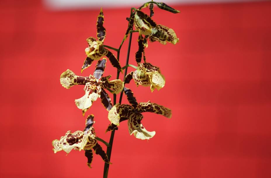 Oncidium, uma das novidades apresentadas na Expoflora