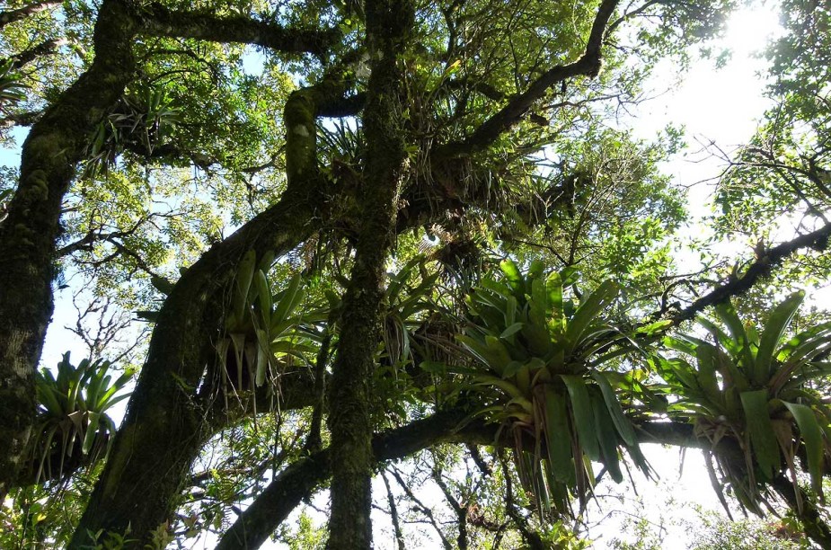 A exuberância da Mata Atlântica pode ser aprecidada na subida da trilha até a Pedra Redonda, em Monte Verde (MG)