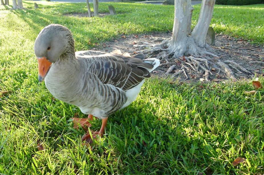 <strong>Cidade de Lakeland</strong>                                                Pato aproveita sombra de árvore em beira de lago para descansar; ao contrário de outras cidades da região, que privilegiam o uso do carro, Lakeland possui pistas de caminhada, praças arborizadas e áreas públicas ideais para o lazer ao ar livre