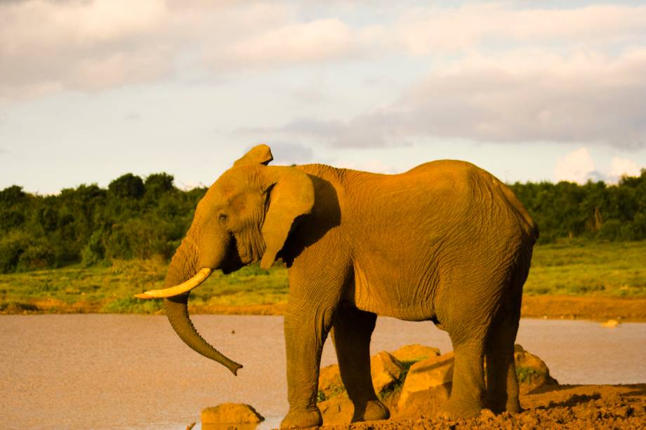 <strong>3. 11 NOITES COM <a href="https://viajeaqui.abril.com.br/paises/quenia" rel="QUÊNIA" target="_blank">QUÊNIA</a></strong> Seis noites são no <a href="https://viajeaqui.abril.com.br/paises/quenia" rel="Quênia" target="_blank">Quênia</a>, uma em hotel três-estrelas de Nairóbi, outra no <a href="https://www.thearkkenya.com/" rel="The Ark" target="_blank">The Ark</a> para visita ao <a href="https://www.kws.go.ke/content/aberdare-national-park" rel="Parque Aberdare" target="_blank">Parque Aberdare</a> (foto), a terceira em hotel midscale nas cercanias do <a href="https://www.kws.go.ke/lake-nakuru-national-park" rel="Lago Nakuru" target="_blank">Lago Nakuru</a>, paraíso de rinocerontes e flamingos, as duas seguintes em <a href="https://www.sopalodges.com/" rel="lodge da rede Sopa" target="_blank">lodge da rede Sopa</a> no Masai Mara, com safáris, e a última de volta a Nairóbi. Na <a href="https://viajeaqui.abril.com.br/paises/tanzania" rel="Tanzânia" target="_blank">Tanzânia</a>, em lodges Sopa, há uma noite no <a href="https://viajeaqui.abril.com.br/estabelecimentos/tanzania-arusha-atracao-parque-nacional-tarangire" rel="Tarangire" target="_blank">Tarangire</a> e quatro entre o <a href="https://viajeaqui.abril.com.br/estabelecimentos/tanzania-arusha-atracao-parque-nacional-do-serengeti" rel="Serengeti" target="_blank">Serengeti</a> e <a href="https://viajeaqui.abril.com.br/estabelecimentos/tanzania-arusha-atracao-parque-nacional-ngorongoro" rel="Ngorongoro" target="_blank">Ngorongoro</a>. <strong>Quando:</strong> até 31 de outubro <strong>Quem leva:</strong> <a href="https://www.kangaroo.com.br/" rel="Kangaroo" target="_blank">Kangaroo</a> <strong>Quanto:</strong> US$ 6150 <strong>3. 11 NOITES COM <a href="https://viajeaqui.abril.com.br/paises/quenia" rel="QUÊNIA" target="_blank">QUÊNIA</a></strong> Seis noites são no <a href="https://viajeaqui.abril.com.br/paises/quenia" rel="Quênia" target="_blank">Quênia</a>, uma em hotel três-estrelas de Nairóbi, outra no <a href="https://www.thearkkenya.com/" rel="The Ark" target="_blank">The Ark</a> para visita ao <a href="https://www.kws.go.ke/content/aberdare-national-park" rel="Parque Aberdare" target="_blank">Parque Aberdare</a> (foto), a terceira em hotel midscale nas cercanias do <a href="https://www.kws.go.ke/lake-nakuru-national-park" rel="Lago Nakuru" target="_blank">Lago Nakuru</a>, paraíso de rinocerontes e flamingos, as duas seguintes em <a href="https://www.sopalodges.com/" rel="lodge da rede Sopa" target="_blank">lodge da rede Sopa</a> no Masai Mara, com safáris, e a última de volta a Nairóbi. Na <a href="https://viajeaqui.abril.com.br/paises/tanzania" rel="Tanzânia" target="_blank">Tanzânia</a>, em lodges Sopa, há uma noite no <a href="https://viajeaqui.abril.com.br/estabelecimentos/tanzania-arusha-atracao-parque-nacional-tarangire" rel="Tarangire" target="_blank">Tarangire</a> e quatro entre o <a href="https://viajeaqui.abril.com.br/estabelecimentos/tanzania-arusha-atracao-parque-nacional-do-serengeti" rel="Serengeti" target="_blank">Serengeti</a> e <a href="https://viajeaqui.abril.com.br/estabelecimentos/tanzania-arusha-atracao-parque-nacional-ngorongoro" rel="Ngorongoro" target="_blank">Ngorongoro</a>. <strong>Quando:</strong> até 31 de outubro <strong>Quem leva:</strong> <a href="https://www.kangaroo.com.br/" rel="Kangaroo" target="_blank">Kangaroo</a> <strong>Quanto:</strong> US$ 6150