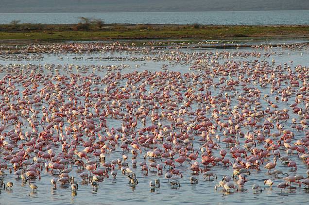 <strong>Sistema de lagos do Grande Vale do Rift (Quênia)</strong><br />Os lagos Bogoria (foto), Nakuru e Elementaita, no Vale do Rift, Quênia, são os novos patrimônios da humanidade eleitos pela Unesco. A área de 32.034 hectares é o habitat de alguns pássaros e mamíferos ameaçados de extinção <strong>Sistema de lagos do Grande Vale do Rift (Quênia)</strong><br />Os lagos Bogoria (foto), Nakuru e Elementaita, no Vale do Rift, Quênia, são os novos patrimônios da humanidade eleitos pela Unesco. A área de 32.034 hectares é o habitat de alguns pássaros e mamíferos ameaçados de extinção