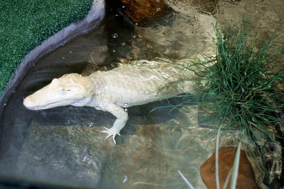 O raro jacaré-do-pantanal-albino, no <a href="https://viajeaqui.abril.com.br/estabelecimentos/br-sp-sao-paulo-atracao-aquario-de-sao-paulo" rel="Aquário de São Paulo"><strong>Aquário de São Paulo</strong></a>, no Ipiranga