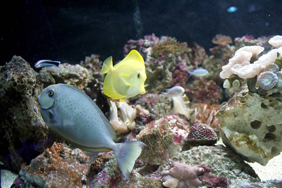 Peixes de recifes no <a href="https://viajeaqui.abril.com.br/estabelecimentos/br-sp-sao-paulo-atracao-aquario-de-sao-paulo" rel="Aquário de São Paulo"><strong>Aquário de São Paulo</strong></a>, no Ipiranga. Crianças (e adultos) se divertem ao identificar os personagens do filme <em>Procurando Nemo</em>