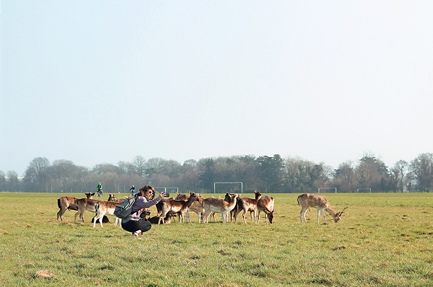 Phoenix Park veados, Dublin