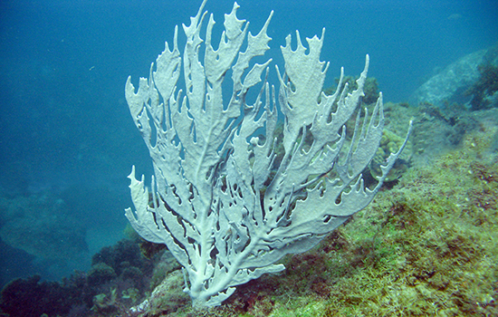 <strong><a href="https://preprod.viagemeturismo.abril.com.br/tudo-sobre/arraial-dajuda/" target="_blank" rel="noopener">Arraial d’Ajuda (BA)</a></strong> <strong><a href="https://preprod.viagemeturismo.abril.com.br/tudo-sobre/arraial-dajuda/" target="_blank" rel="noopener">Arraial d’Ajuda (BA)</a></strong>