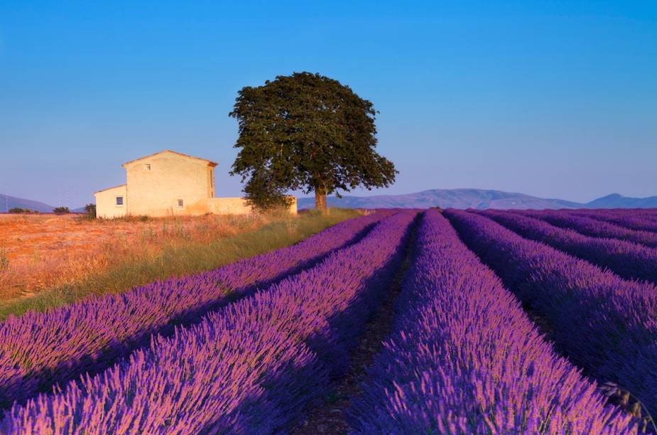 Campo de lavanda em Aix-en-Provence, na França